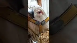 Aitesam Qurbani with cattle Junoon🐂💓