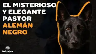 PASTOR ALEMÁN NEGRO: 9 COSAS que debes saber