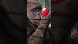 Gorilla eating apple #satisfyingvideo #animalplanet #eating #monkey