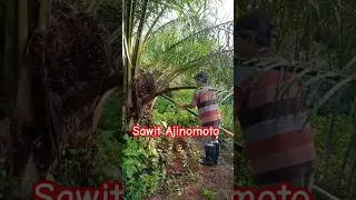 panen sawit Ajinomoto #pemupukansawit #sawit #kelapasawit