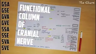 Functional Column of Cranial Nerve (Only One Page) | TCML