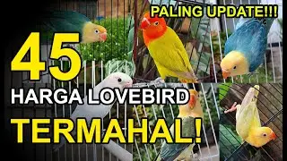 45 Harga LOVEBIRD Termahal di Indonesia PALING UPDATE !! NOMOR 1 MASIH LOVEBIRD KUSUMO !