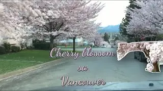 Cherry blossom | Vancouver |