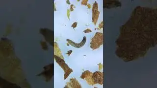 The video showing the contents of a cigarette became a trending topic on social media. #cigarette