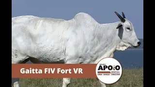 Matriz Gaitta FIV Fort VR - Ra&ccedil;a Nelore