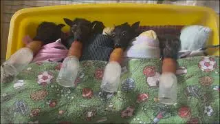 Tolga Bat Hospital Movie 2025