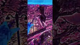 QUICK GTAG EDIT#gatg#gorilla#gorillatag#monkey#monke#vr#tag