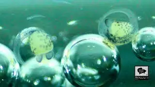 Nacimiento del Pez Betta Splendens. Birth of the Betta Splendens Fish.