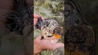 SUPERB high-quality short tail Kirin Oranda | Nana goldfish farm #goldfish #oranda #fish #pond #pets