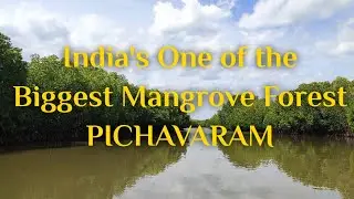 Pichavaram Mangrove Forest| Chidambaram| Tamilnadu| Adventure Journey inside Deep Forest