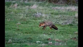 Faune Sauvage du Sud