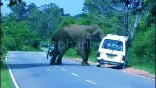 aggressive elephant attack