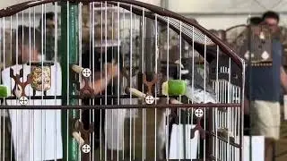 COLEIRO ABSURDO.     5 x seguidas acima de 240 