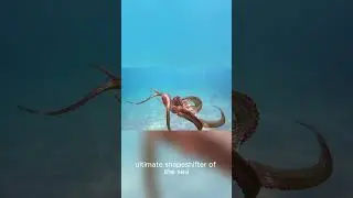 Underwater Oddities
