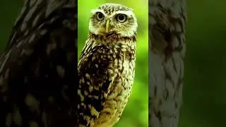 One more shot #animals #wildlife #nature #cute