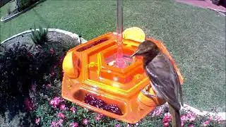 Orioles At Lil Sweety Feeder On 04.30.23