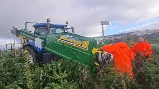Compact tree Christmas tree palletising