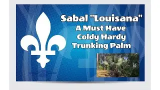 Sabal Louisiana-  A Must Have Cold Hardy and TRUNKING palm