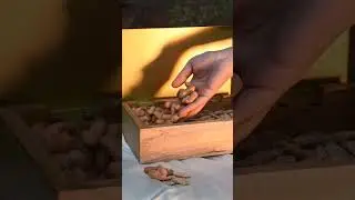 Mango Wood Agate Stone Box