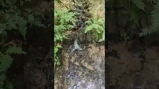 Bach beim Brudergrund bei Erbach im Odenwald, Aufnahme von Kyrin