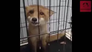 ЛИСЕНОК РАЗГОВАРИВАЕТ С ЛЮДЬМИ. МИЛЫЙ ЛИСЕНОК. The fox cub is trying to talk to people.