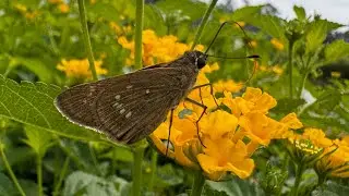 Small Branded Swift Butterfly Feeding on Lantana Nectar | Pelopidas mathias | Skipper