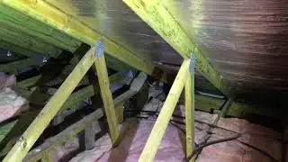 Termite Nest Found in roof void During a Building and Pest Inspection in Greenbank