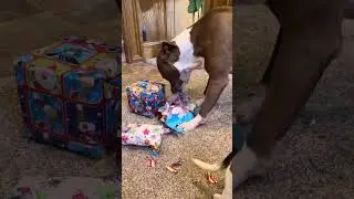 Pittie Christmas!!!