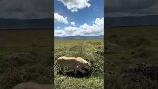 UNREAL EXPERIENCE IN THE WILDERNESS #lionnation #wildlife #animals #lion #nature #travel