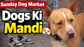 Sunday Dog Market Lahore Today 🔥 | Tollinton Market Prices | 4 Jan 2026