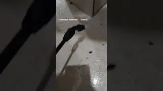 Cockroach control Rats control Termite treatment Bedbags control Housefly Ants,Mosquito control .