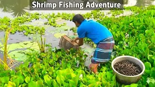Shrimp Fishing Adventure in the Village | Traditional Fishing & Countryside Life -Asian Village Life