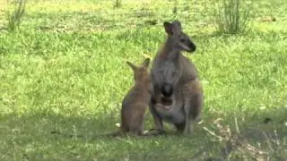 Australian wildlife: Red-necked Wallaby Joey
