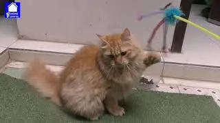 KUCING LUCU LUCU