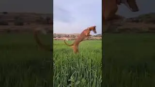 hor Suna Saleemo #funnyvideos #foryou