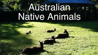 Koala, Kangaroo, Tasmanian Devil | Some of Australia&rsquo;s native animals