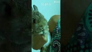 TREND TUTU (vers&atilde;o coelho) #coelhoanao #trendingshorts #bunny #rabbit #cutemusic #fofo #pets #cute