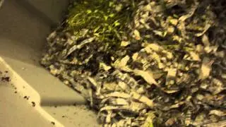 Vermicomposting Project - Day 1