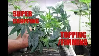 HOW I TRAIN MY PLANT!