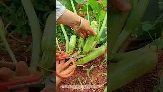 American pumpkin #agriculture #farmer #harvest#shorts