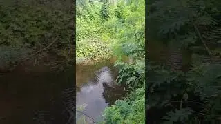 Memberi Makan ikan sungai seperti kolam pribadi #viral #ikan #sungai #alamindonesia 