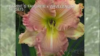 Лилейники моя селекция №15875 (BARBIE`S FAVORITE x WAVELENGTH)