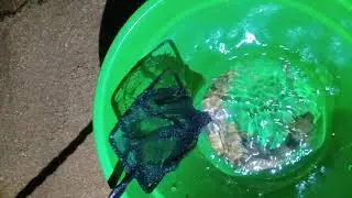 AQUARIO MARINHO SEM DINHEIRO.  PEIXINHOS PARA AQUARIO MARINHO.
