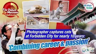 Photographer captures cats at Forbidden City for nearly 10 years: 'Combining career & passion'