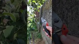 Tăierea in verde la păr 🍐✂️✅