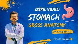 Stomach (Model/Flashcards) OSPE | Gross Anatomy | Block 4 #medico #doctor