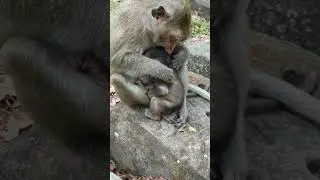 Most Caring Mum, Monkey Mother Taking Good Care Of Her Cute Baby Monkey #animals