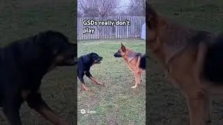 Aggressive Rottweiler Challenges German Shepherd Alpha