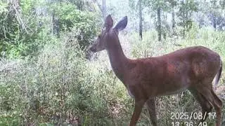 trail cam adventure in north florida woods