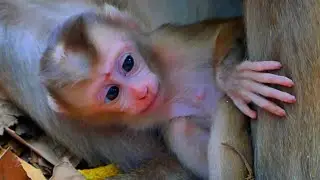 Beautiful baby monkey daily actions with mother